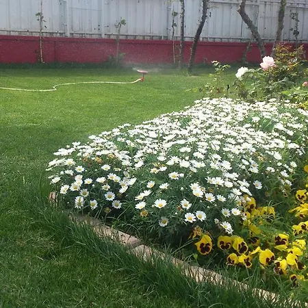 Otel Penguen